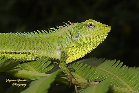 Green Crested Lizard, Bronchocela cristatella, Agamidae  Bronchocela cristatella,Geotagged,Green Crested Lizard,Indonesia,Winter