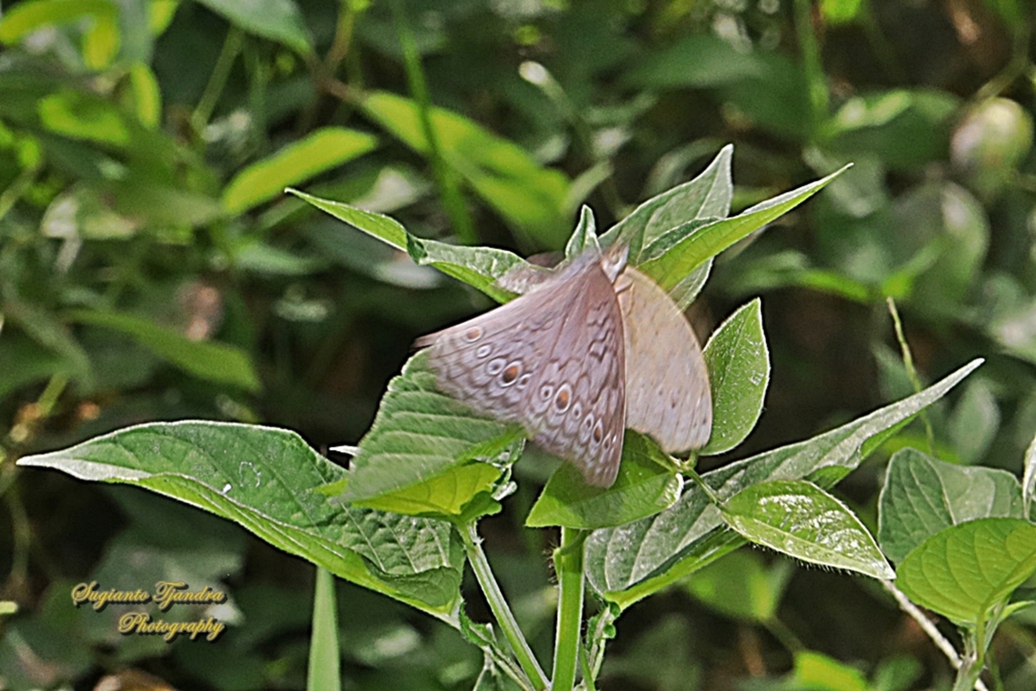 Grey Pansy, Junonia atlites "flying"  Geotagged,Gray pansy,Indonesia,Junonia atlites,Winter