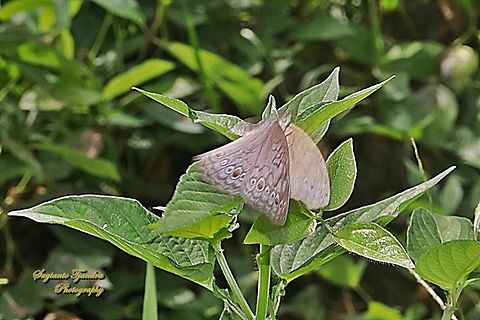 Grey Pansy, Junonia atlites "flying"  Geotagged,Gray pansy,Indonesia,Junonia atlites,Winter