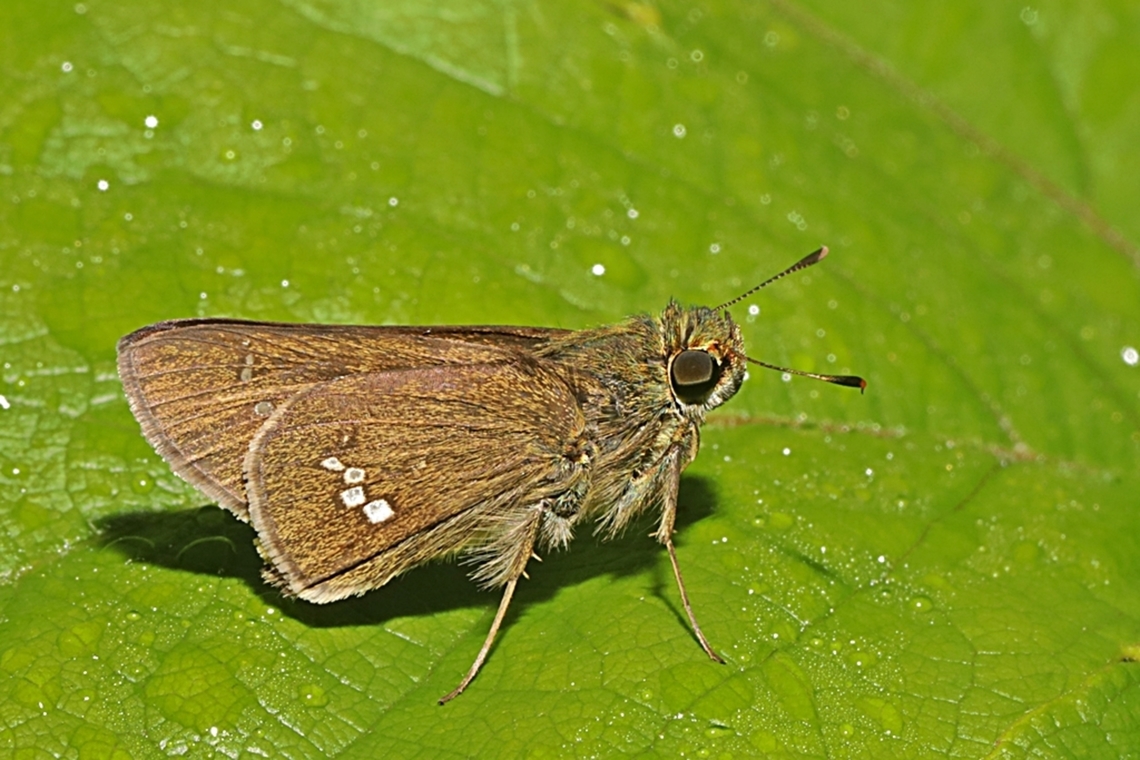 Dark Straight Swift, Parnara apostata  Geotagged,Indonesia,Parnara apostata,Winter