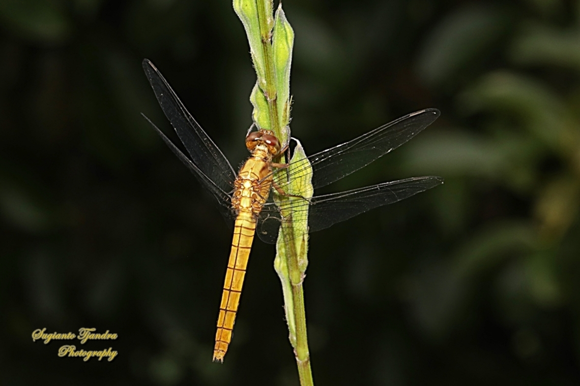 Crimson Dropwing Dragonfly, Orthetrum testaceum, family Libellulidae - Female  Geotagged,Indonesia,Orange Skimmer,Orthetrum testaceum,Winter