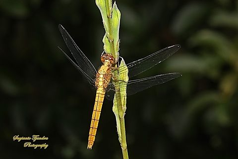 Crimson Dropwing Dragonfly, Orthetrum testaceum, family Libellulidae - Female  Geotagged,Indonesia,Orange Skimmer,Orthetrum testaceum,Winter