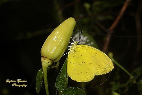 Three-spot grass yellow butterfly, Eurema blanda ssp blanda  Eurema blanda,Geotagged,Indonesia,Three-spot grass yellow,Winter