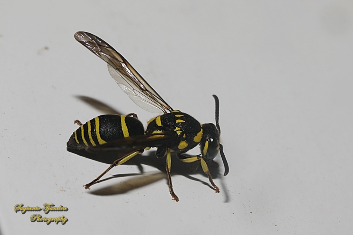 Paper wasp, Subfamily Eumeninae, family Vespidae  Geotagged,Indonesia,Winter