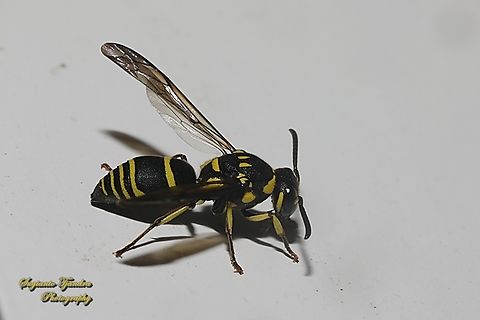 Paper wasp, Subfamily Eumeninae, family Vespidae  Geotagged,Indonesia,Winter