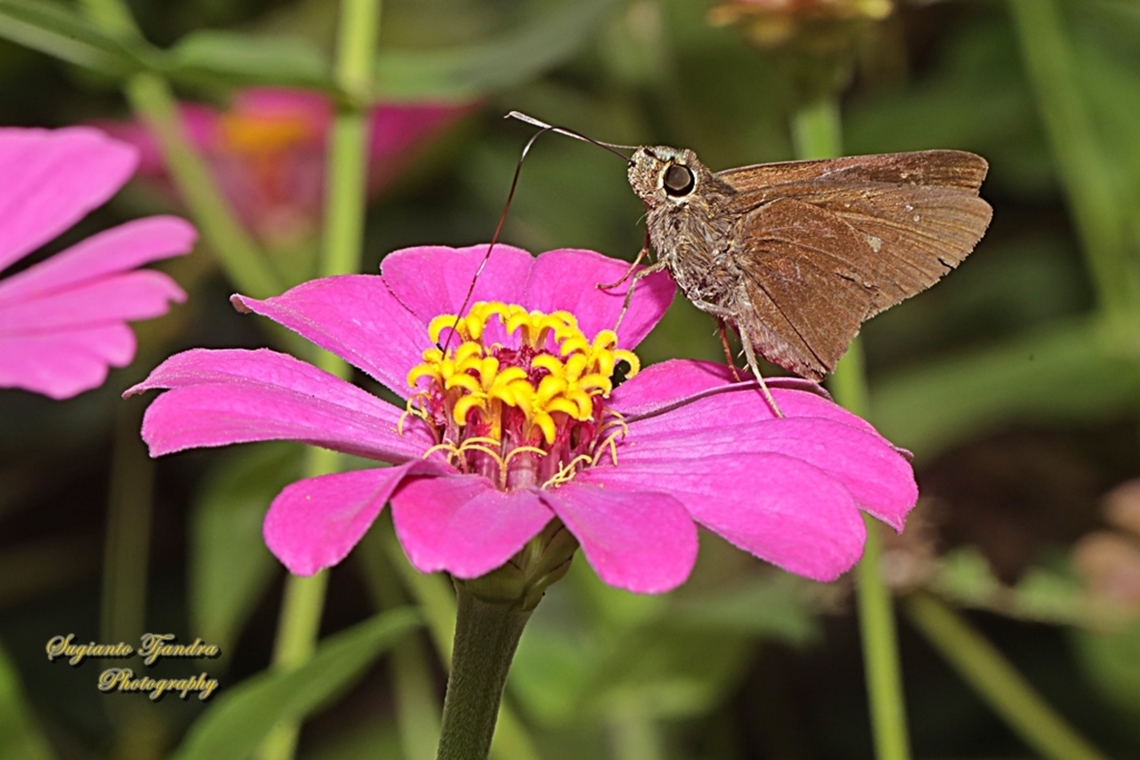 Skipper butterfly, paintbrush swift, Baoris farri  Baoris farri,Geotagged,Indonesia,Paintbrush Swift,Winter