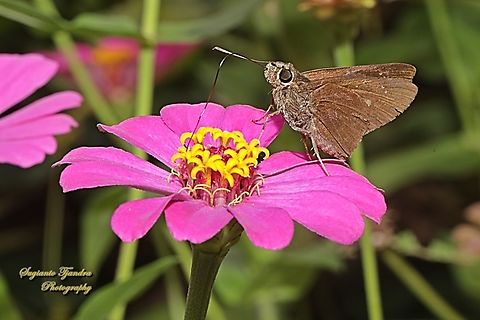 Skipper butterfly, paintbrush swift, Baoris farri  Baoris farri,Geotagged,Indonesia,Paintbrush Swift,Winter