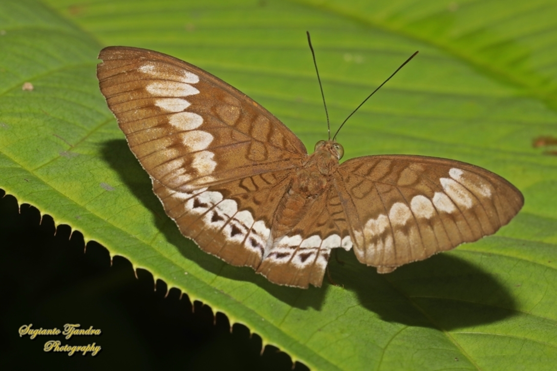 Tanaecia trigerta ssp trigerta-female  Geotagged,Indonesia,Tanaecia trigerta,Winter