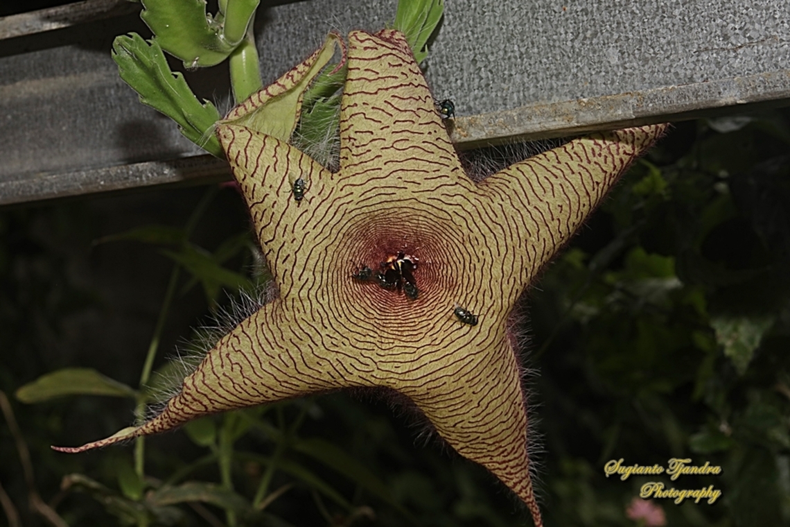 Starfish Cactus flower, Stapelia gigantea (Apocynaceae)  Geotagged,Indonesia,Stapelia gigantea,Winter,Zulu giant