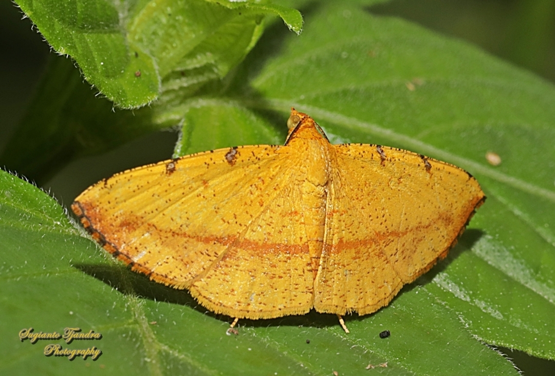 Geometrid moth, Curbia martiata  Curbia,Curbia martiata,Eumelea ludovicata,Geotagged,Indonesia,Winter