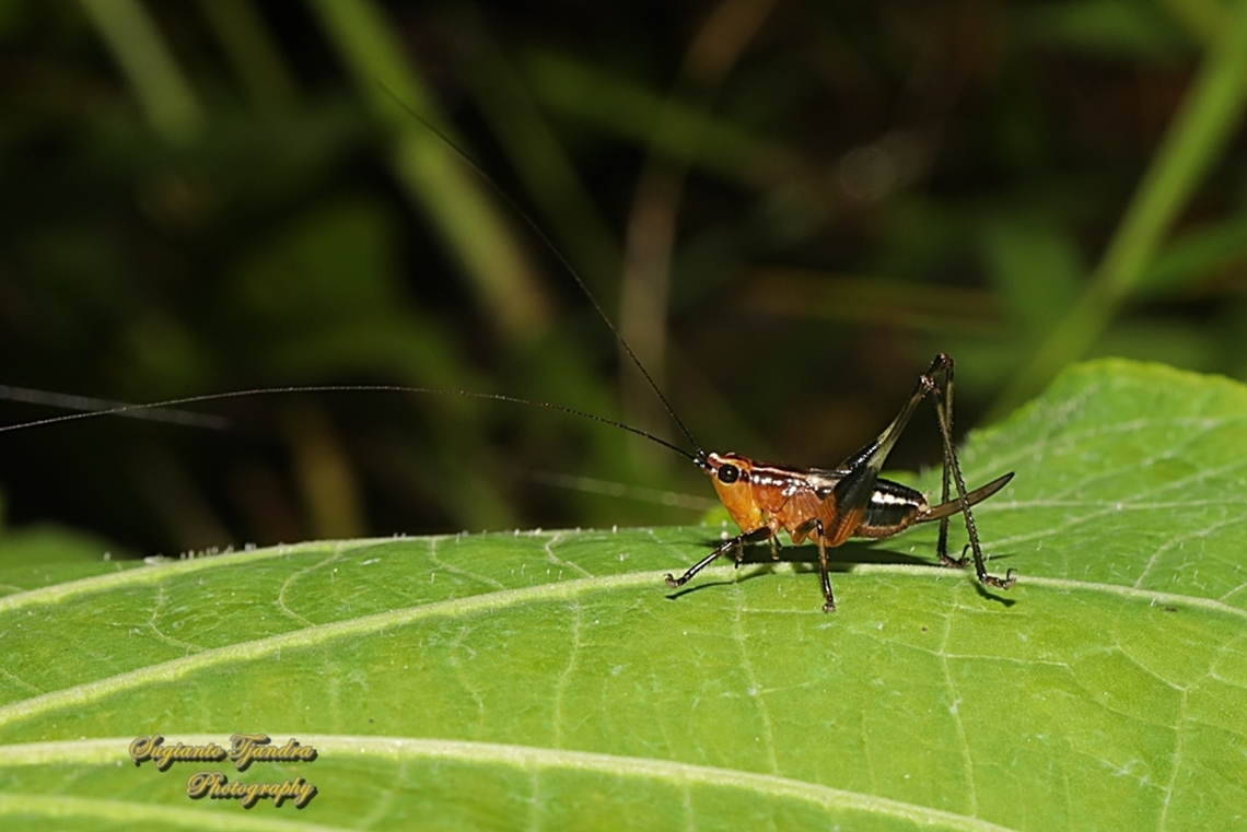 Red bush-cricket (Katydid), Conocephalus melanus, family Tettigoniidae  Conocephalus melaenus,Geotagged,Indonesia,Winter
