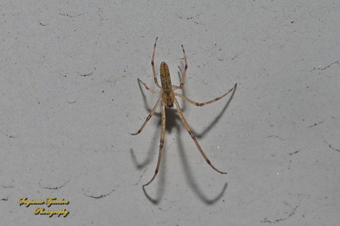 Long-jawed orb-weaver,  Tetragnatha Sp., family Tetragnathidae  Geotagged,Indonesia,Winter