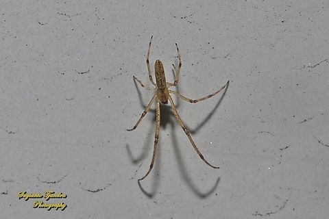Long-jawed orb-weaver,  Tetragnatha Sp., family Tetragnathidae  Geotagged,Indonesia,Winter