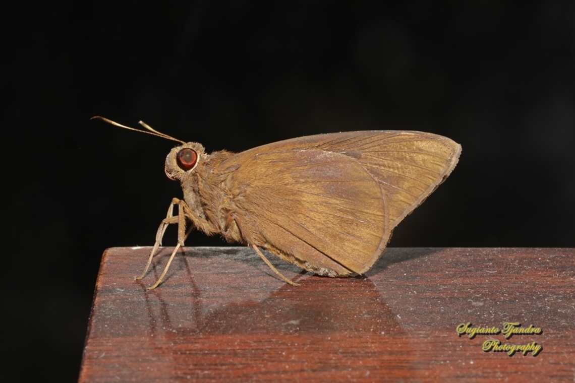 Banana Skipper, Erionota thrax ssp thrax  Erionota thrax,Geotagged,Indonesia,Palm redeye,Winter