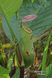 Kantong Semar/Ketuyut, Nepenthes Alata  Geotagged,Indonesia,Nepenthes alata,Spring
