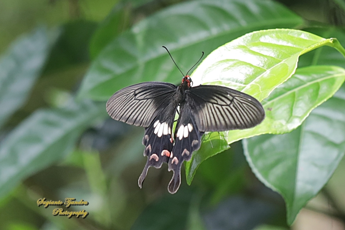 Swallowtail Butterfly, Pachliopta adamas - Female  Common Mormon,Common Rose Swallowtail,Geotagged,Indonesia,Pachliopta aristolochiae,Papilio polytes,Winter