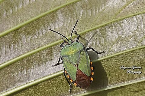 Golden Green Giant Shield Bug, Pycanum alternatum (family of Tessaratomidae )  Geotagged,Indonesia,Pycanum rubens,Spring