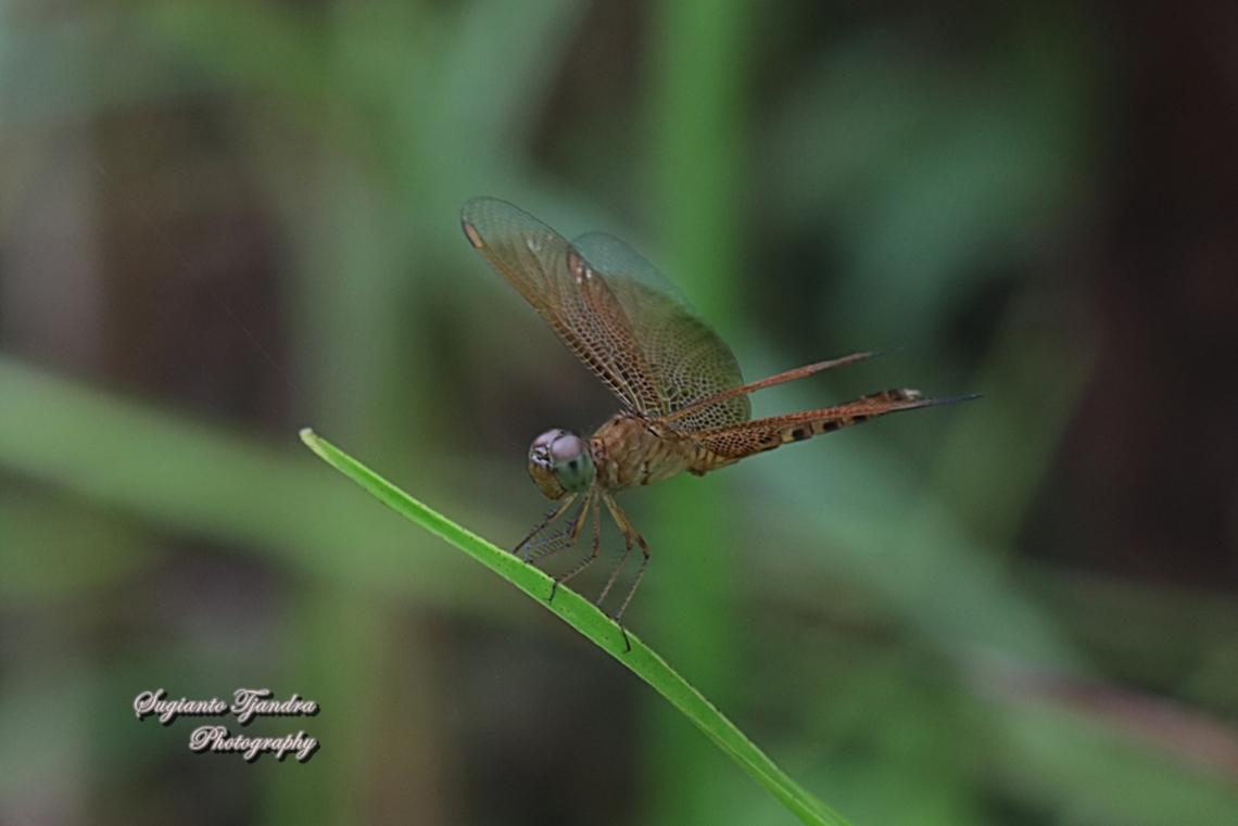 Grasshawk Dragonfly, Neurothemis fluctuans - female  Geotagged,Indonesia,Neurothemis fluctuans,Red Grasshawk,Spring