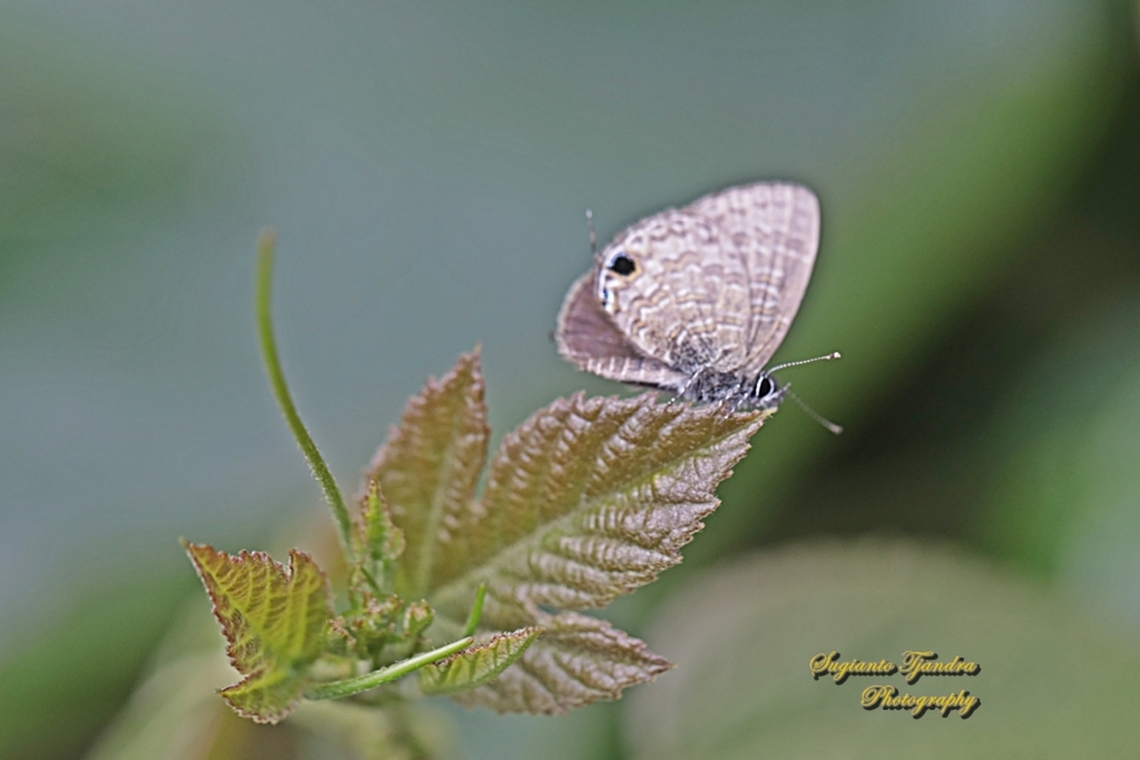 Tailless lineblue butterfly, Prosotas dubiosa subardates, family Lycaenidae  Common lineblue,Geotagged,Indonesia,Prosotas nora,Winter