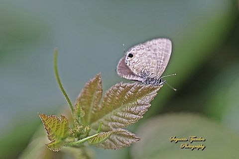 Tailless lineblue butterfly, Prosotas dubiosa subardates, family Lycaenidae  Common lineblue,Geotagged,Indonesia,Prosotas nora,Winter