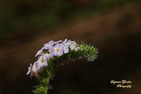 Sangketan (Indian Heliotrope), Heliotropium indicum  Geotagged,Heliotropium indicum,Indian heliotrope,Indonesia,Winter