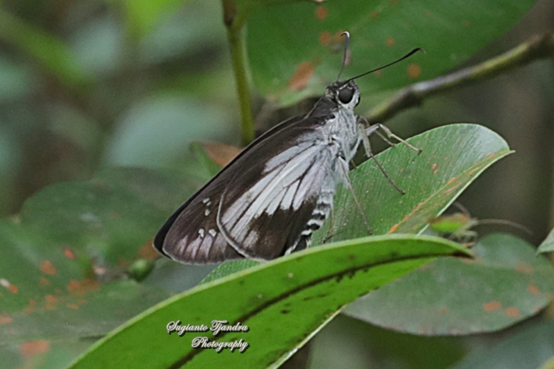 Hoary Palmer Skipper Butterfly,  Unkana ambasa ssp batara - female  Geotagged,Hoary Palmer,Indonesia,Spring,Unkana ambasa