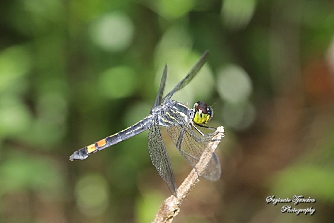 Handsome Grenadier Agrionoptera sexlineata - female  Geotagged,Indonesia,Nesoxenia lineata,Spring,Striped Grenadier
