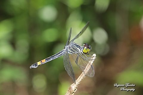Handsome Grenadier Agrionoptera sexlineata - female  Geotagged,Indonesia,Nesoxenia lineata,Spring,Striped Grenadier