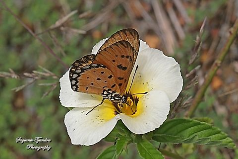 Tawny Coster Butterfly (Acraea terpsicore) "sucking nectar" on the White buttercup flower, Turnera subulata  Acraea terpsicore,Geotagged,Indonesia,Spring,Tawny coster