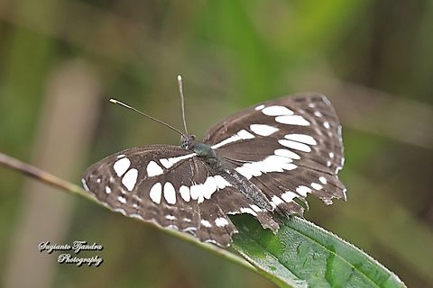 Common Sailor Butterfly, Neptis hylas matuta  Common sailor,Geotagged,Indonesia,Neptis hylas,Spring