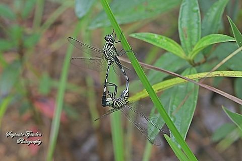 Green Marsh Hawk, Orthetrum sabina "mating"  Geotagged,Indonesia,Orthetrum sabina,Slender skimmer,Spring