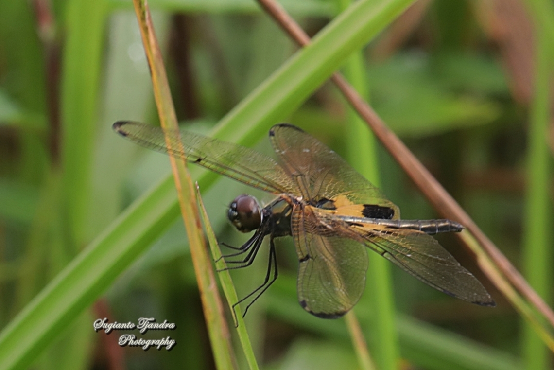 The yellow-striped flutterer dragonfly (Rhyothemis phyllis)  Geotagged,Indonesia,Rhyothemis phyllis,Spring,Yellow-striped Flutterer