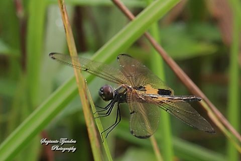 The yellow-striped flutterer dragonfly (Rhyothemis phyllis)  Geotagged,Indonesia,Rhyothemis phyllis,Spring,Yellow-striped Flutterer