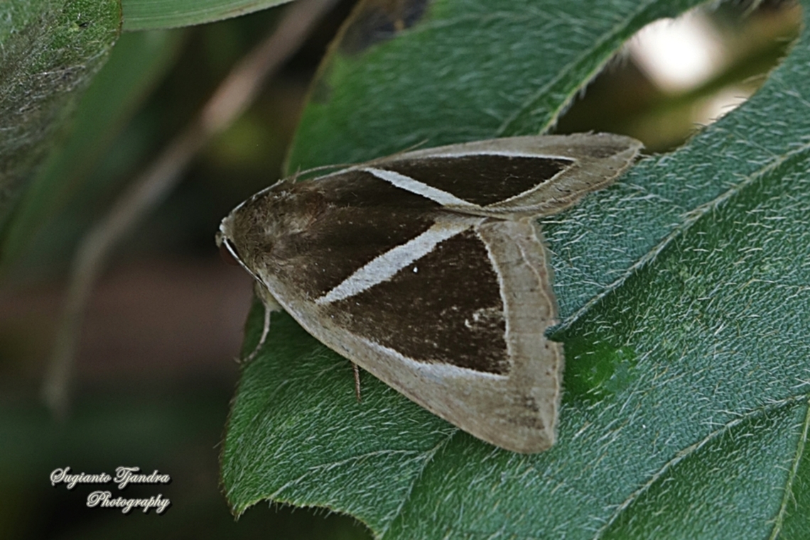Triangular-striped Moth, Chalciope mygdon, family Noctuidae  Chalciope mygdon,Geotagged,Indonesia,Spring,Triangular-striped moth