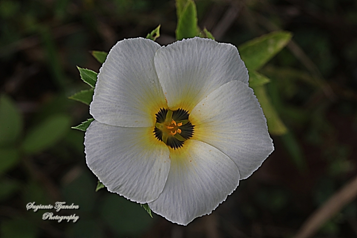 White buttercup flower, Turnera subulata  Cuban Buttercup,Geotagged,Indonesia,Spring,Turnera subulata
