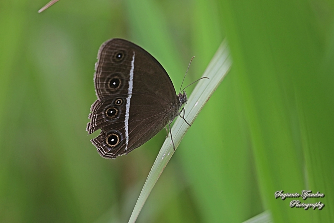 Dark Grass-brown, Orsotriaena medus cinerea  Dark grass-brown,Geotagged,Indonesia,Orsotriaena medus,Spring