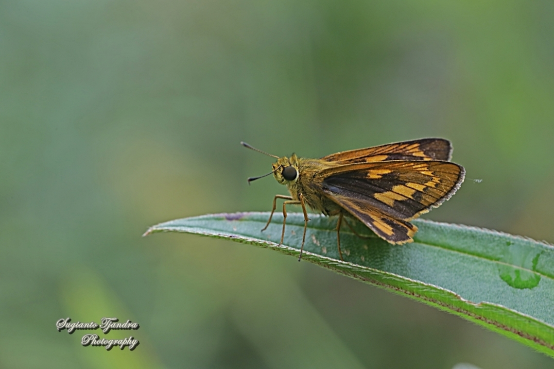 Skipper Butterfly - Yellow Palm Dart, Cephrenes trichopepla (???)  Geotagged,Indonesia,Lesser dart,Potanthus omaha,Spring