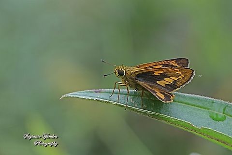 Skipper Butterfly - Yellow Palm Dart, Cephrenes trichopepla (???)  Geotagged,Indonesia,Lesser dart,Potanthus omaha,Spring