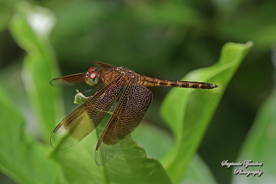 Grasshawk Dragonfly, Neurothemis fluctuans - female  Geotagged,Indonesia,Neurothemis fluctuans,Red Grasshawk,Spring