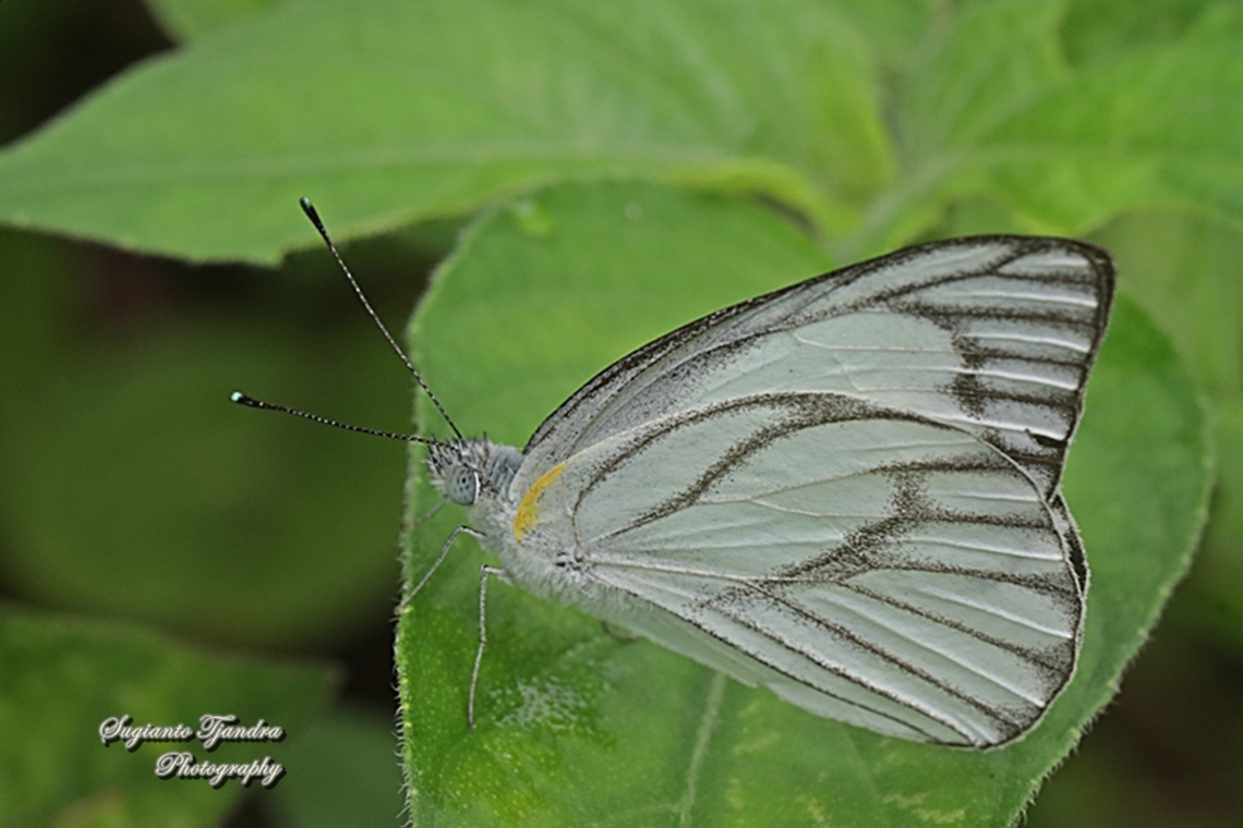 Striped Albatross Butterfly, Appias olferna ssp olferna  Geotagged,Indonesia,Spring