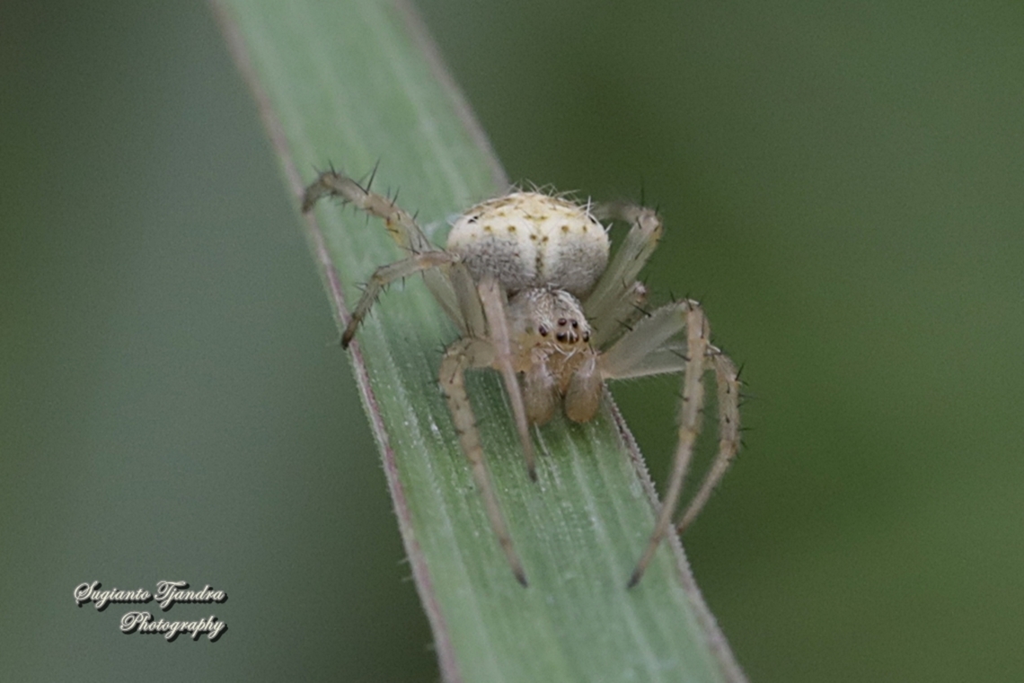 Spotted Orb-weaver, Neoscona Sp, family Araneidae  Geotagged,Indonesia,Spring