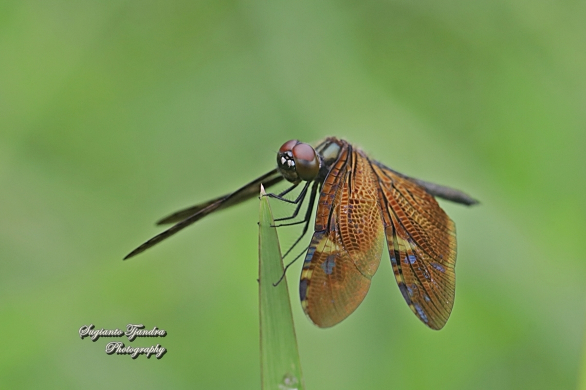 Bronze flutterer, Rhyothemis obsolescens  Bronze Flutterer,Geotagged,Indonesia,Rhyothemis obsolescens,Spring