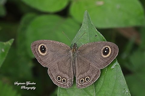 The Common Three Ring Buttefly, Ypthima pandocus corticaria - upperside  Geotagged,Indonesia,Spring,Ypthima pandocus