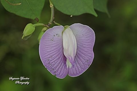 Butterfly pea flower, Centrosema pubescens  Centro,Centrosema pubescens,Geotagged,Indonesia,Spring