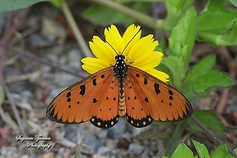 Tawny Coster Butterfly, Acraea terpsicore "sucking nectar"  Acraea terpsicore,Geotagged,Indonesia,Spring,Tawny coster