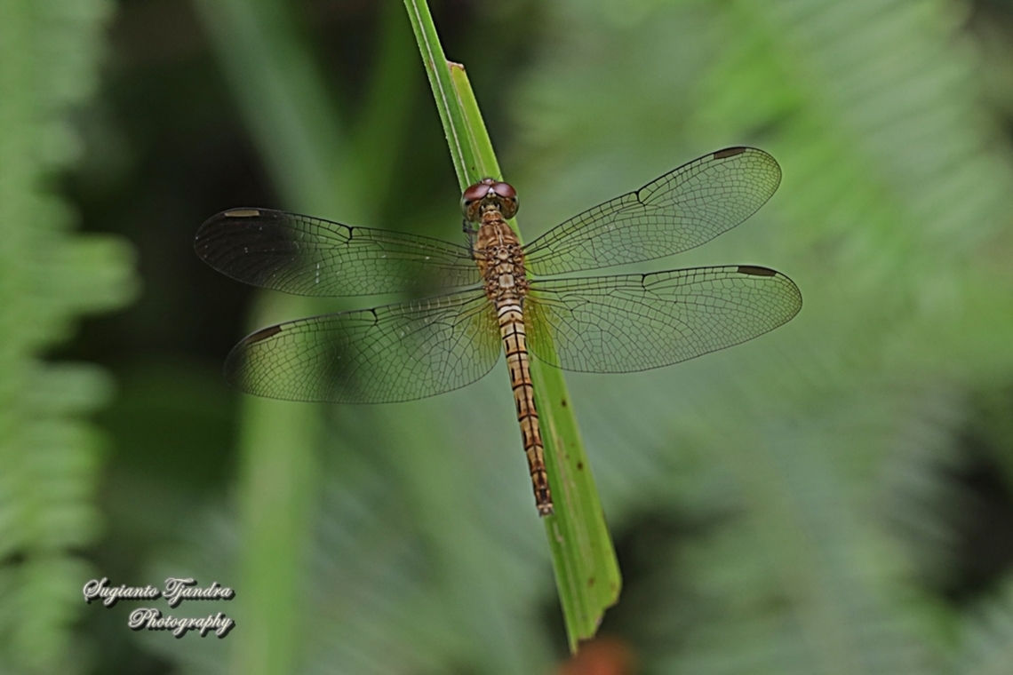 Grasshawk Dragonfly, Neurothemis fluctuans - female  Geotagged,Indonesia,Neurothemis fluctuans,Red Grasshawk,Spring
