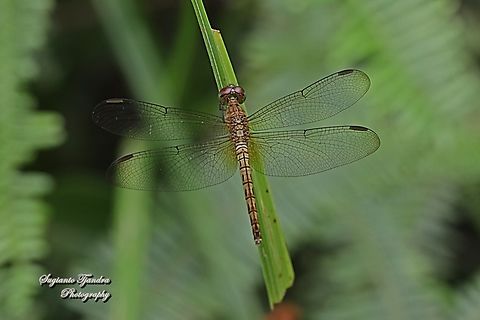 Grasshawk Dragonfly, Neurothemis fluctuans - female  Geotagged,Indonesia,Neurothemis fluctuans,Red Grasshawk,Spring
