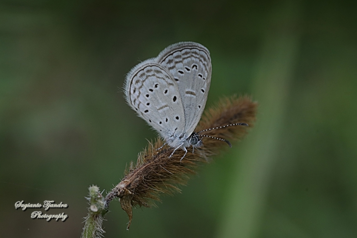 Tiny grass blue, Zizula hylax  Geotagged,Indonesia,Spring,Tiny Grass Blue,Zizula hylax