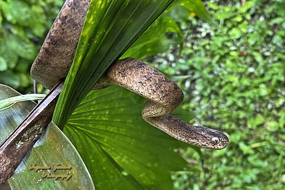 The keeled slug-eating snake, Pareas carinatus  Geotagged,Indonesia,Keeled slug-eating snake,Pareas carinatus,Spring