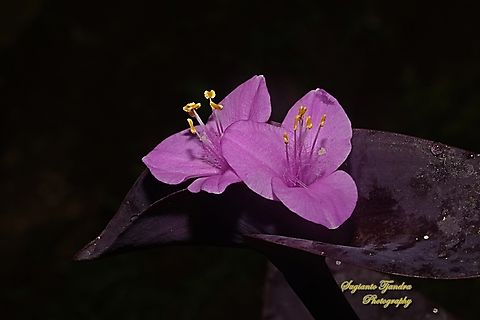 Purple Heart, Tradescantia pallida  Geotagged,Indonesia,Purple Heart,Spring,Tradescantia pallida